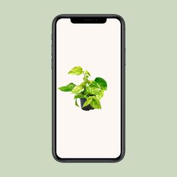 Epipremnum Marble Queen - Scindapsus - - Ø12 - ↨15cm (8720634284547)
