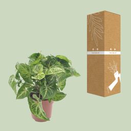 Syngonium Arrow (11349)