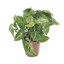 Syngonium Arrow (11349)