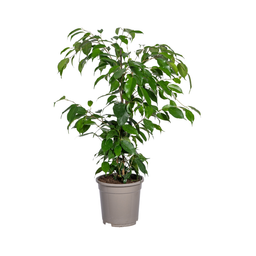 Ficus Benjamina Exotica Ø17cm - ↕60 (4250308317423)