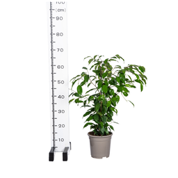 Ficus Benjamina Exotica Ø17cm - ↕60 (4250308317423)