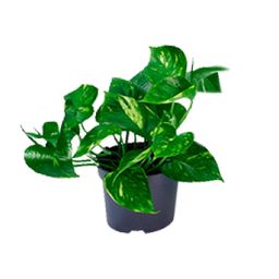 Epipremnum Aureum (8720634284431)
