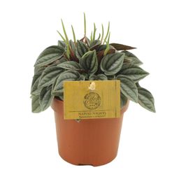 Peperomia Napoli Nights (30291)