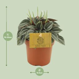 Peperomia Napoli Nights (30291)