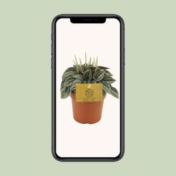 Peperomia Napoli Nights (30291)