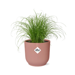 Cyperus Alternifolius Zumula in ELHO Vibes Fold 14cm roze (21712)