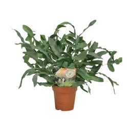 Phlebodium Blue Star (9915)