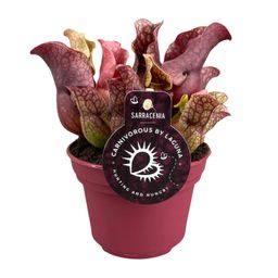 Sarracenia (13900)
