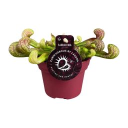 Sarracenia Psittacina (13928)