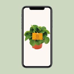Peperomia Rana Verde (12822)