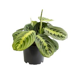 Maranta Lemon Lime - Ø12 ↕30 (13795)