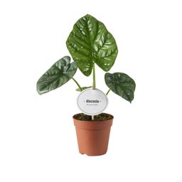 Alocasia Lukiwan (46636)