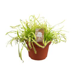 Drosera Capensis (16159)