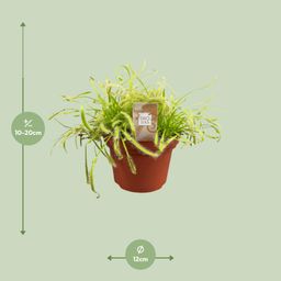 Drosera Capensis (16159)