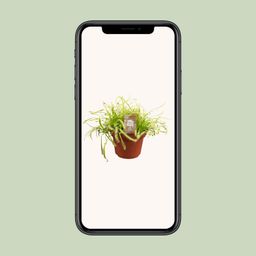 Drosera Capensis (16159)