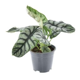 Alocasia Nebula Silver Compacta (16248)