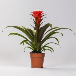 Guzmania Hope - Ø12 ↕40 (13886)