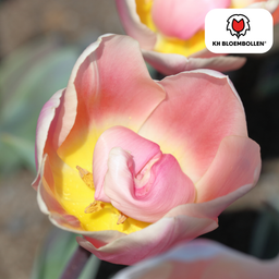 Tulpenbollen Apricot Delight – 20 Stuks | KH Bloembollen® | Roze Apricot Tulp – Zacht & Fris – Cadeau voor Tuin of Pot – Maat 11/12 – Vers (51146)