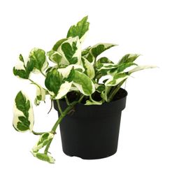 Scindapsus (Epipremnum) N'joy (18821)