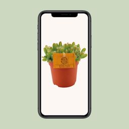Hylocereus Undatus (12830)