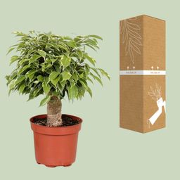 Ficus Benjamina Kinky (18125)