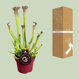 Sarracenia Farnhamii (13898)