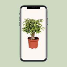 Ficus Benjamina Kinky (18125)