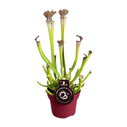 Sarracenia Farnhamii (13898)