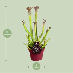 Sarracenia Farnhamii (13898)