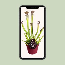 Sarracenia Farnhamii (13898)