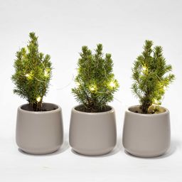 Mini kerstboom set 3 - Inclusief 3x pot Joey grijs + 20 led lights (8720872023502)