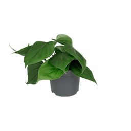Philodendron Scandens (8720634284950)