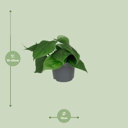 Philodendron Scandens (8720634284950)