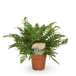 Polystichum Tsussimense / Athyrium (9917)