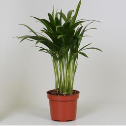 Areca Dypsis (9597)