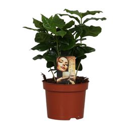 Coffea Arabica (8720634285414)