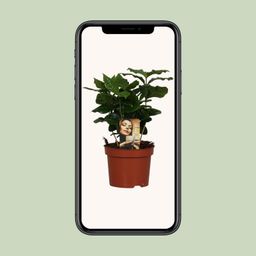 Coffea Arabica (8720634285414)