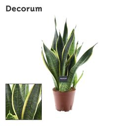 Sansevieria Futura Superba (16232)