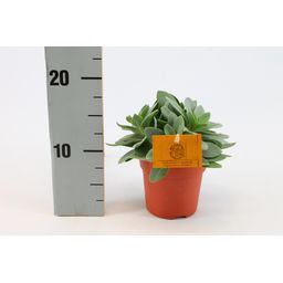 Senecio Cephalophorus (30295)