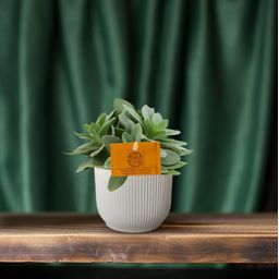 Senecio Cephalophorus (30295)