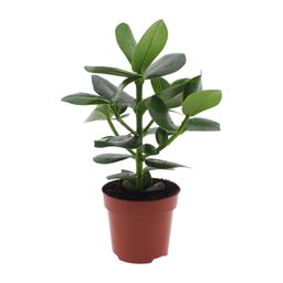 Clusia Rosea Princess (8720634284295)