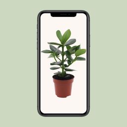 Clusia Rosea Princess (8720634284295)