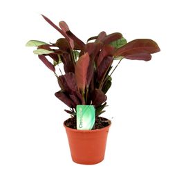 Ctenanthe Amagris (8720634287784)