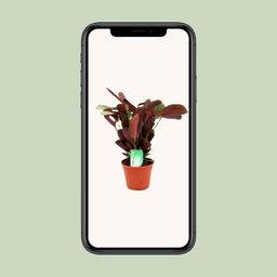 Ctenanthe Amagris (8720634287784)