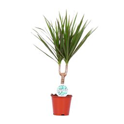 Dracaena Marginata (15963)