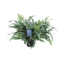 Phlebodium Aureum Blue Star (12700)