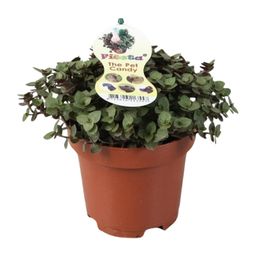 Calissia Repens (9941)