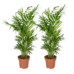 Chamaedorea Elegans (Mexicaanse Bergpalm) - 2 stuks (10233)