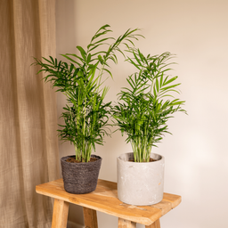 Chamaedorea Elegans (Mexicaanse Bergpalm) - 2 stuks (10233)