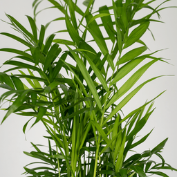 Chamaedorea Elegans (Mexicaanse Bergpalm) - 2 stuks (10233)